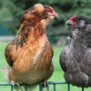 Araucana Chickens for Sale 2025