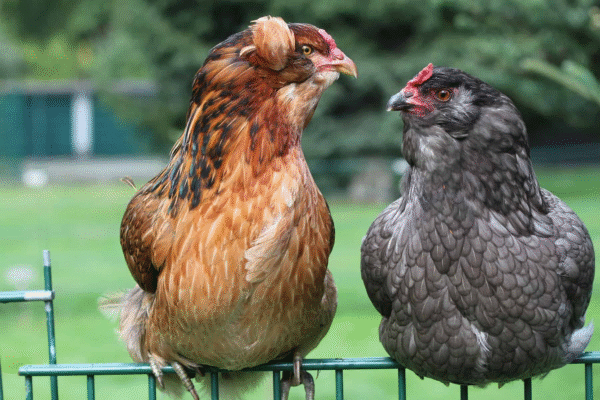 Araucana Chickens for Sale 2025