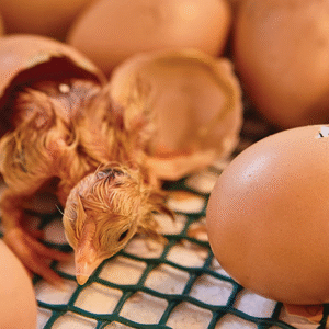 Heritage Hatching Eggs