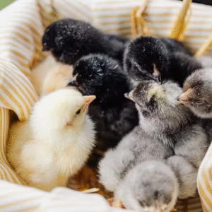 Heritage Baby Chicks