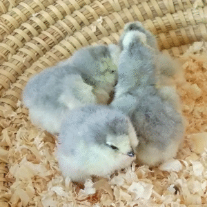 Araucana chicks for sale