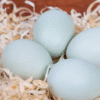 araucana hatching eggs​