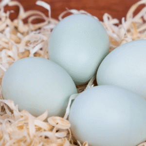 araucana hatching eggs​
