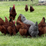 Rhode Island Red Chickens for Sale