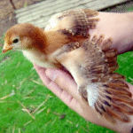 Rhode Island Red Chicks for Sale