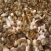 rhode island red chicken hatching eggs