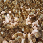 Rhode Island Red Chicken Hatching Eggs