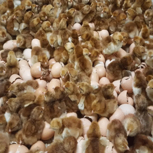 rhode island red chicken hatching eggs