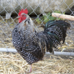 Plymouth Rock Chicken For Sale