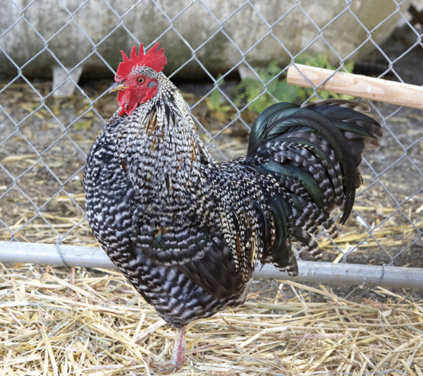 plymouth rock chicken for sale