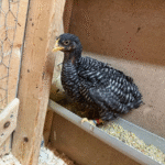 Plymouth Rock Chicks for Sale