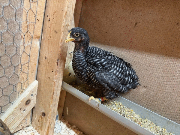 plymouth rock chicks for sale​