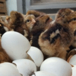 Plymouth Rock Hatching Eggs