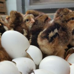 plymouth rock chicken eggs