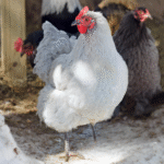 Orpington Chickens for Sale