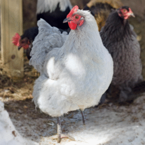 orpington chickens for sale