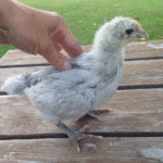 Orpington Chicks for Sale