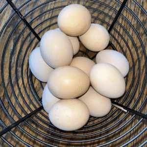 Orpington Hatching Eggs