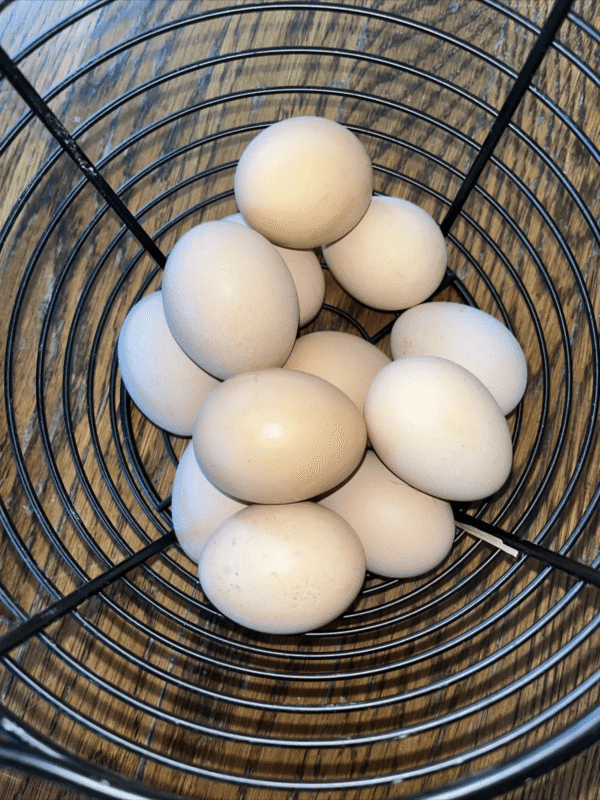 Orpington Hatching Eggs
