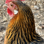 Leghorn Chicken for Sale
