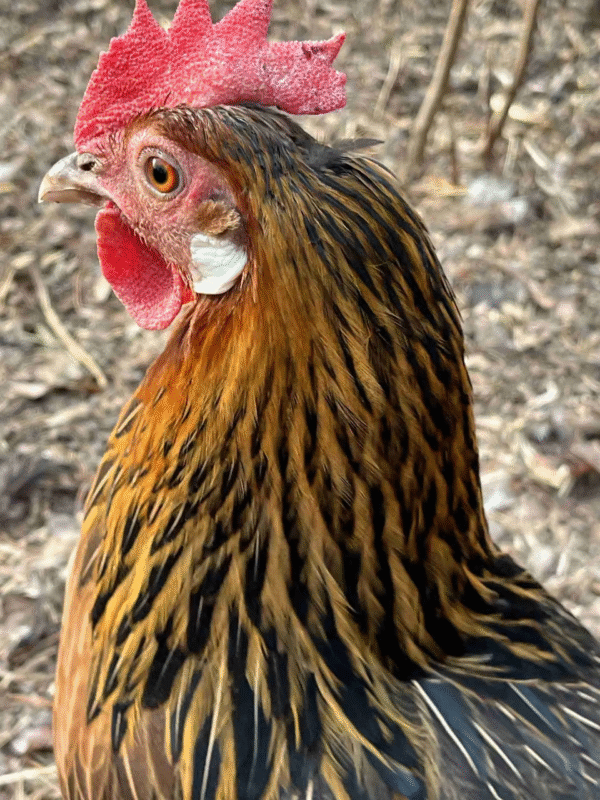 Leghorn Chicken for Sale