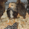 Buy leghorn chicks for sale