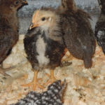 Leghorn Chicks for Sale
