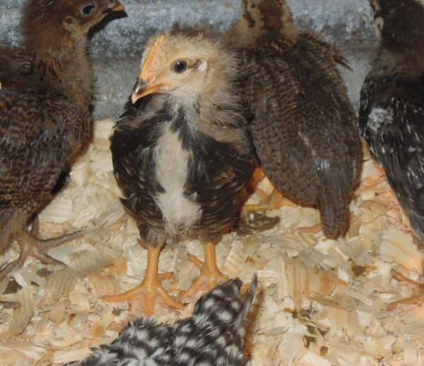 Buy leghorn chicks for sale