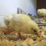 Leghorn Hatching Eggs