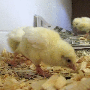 Leghorn Chicken Eggs