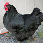 Australorp Chickens for Sale