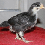 Australorp Chicks for Sale