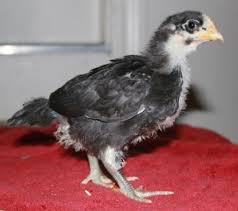 Australorp chicks for sale