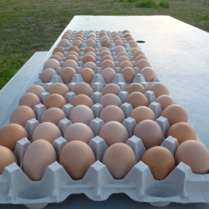 australorp hatching eggs