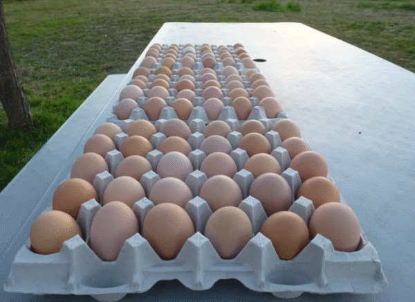australorp hatching eggs