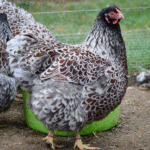 Wyandotte Chicken for Sale