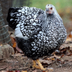 wyandotte chicks for sale