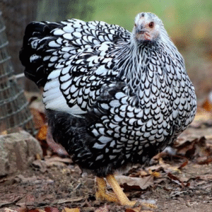 Wyandotte Chicks for Sale