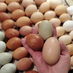 Wyandotte Hatching Eggs for sale