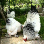 Giant Brahma Chickens for Sale
