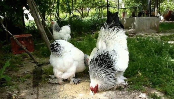 brahma chickens for sale