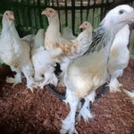 Giant Brahma Baby Chicks for Sale