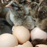 Brahma Chicken Eggs for Sale
