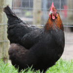 Copper Maran Chicken for Sale