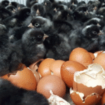Copper Maran Chicks for Sale