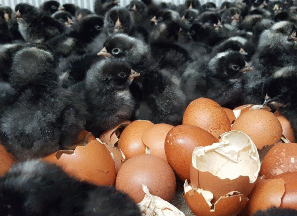Copper Maran Chicks for Sale