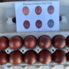 Black Copper Maran Hatching Eggs for Sale