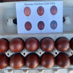 Black Copper Maran Hatching Eggs for Sale