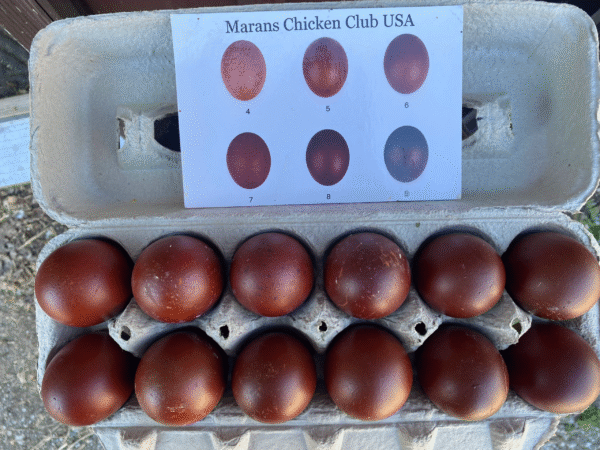 Black Copper Maran Hatching Eggs for Sale