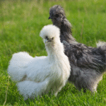 Silkie Chickens for Sale